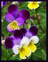 Picture Title - Tiny Pansies