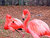 Flamingos in Love