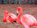 Picture Title - Flamingos in Love