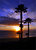 Pismo Palms Sunset #2