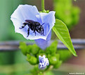 Picture Title - .:: black bee ::.