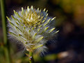 Picture Title - Ptilotus Macrocephalus