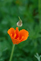 Picture Title - California poppy II