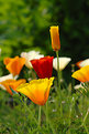 Picture Title - California poppy IV