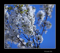 Picture Title - In blossom...