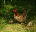 Picture Title - Bucolic pastoral