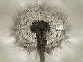 Picture Title - a dandelion