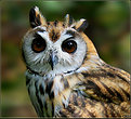 Picture Title - Striped Owl