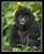 Infant Mountain Gorilla
