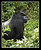 Silverback Mountain Gorilla Standing