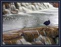 Picture Title - The Coot