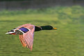 Picture Title - Mallard in Flight