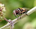 Picture Title - .:: Kind Fly #2::.