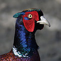 Picture Title - Pheasant