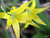 dangling yellow flowers