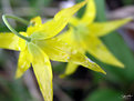 Picture Title - dangling yellow flowers