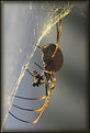 Picture Title - Golden Orb Weaver, With Snack.