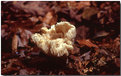 Picture Title - The Fungus Amungus