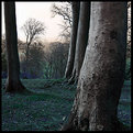 Picture Title - square trees