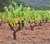 wineyards at sunset