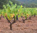 Picture Title - wineyards at sunset