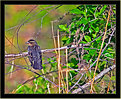 Picture Title - Female Red Winged Blackbird