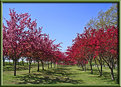 Picture Title - A Row of Trees