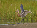 Picture Title - Reddish Egret