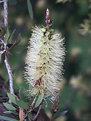 Picture Title - Banksia bottle brush