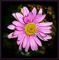 Picture Title - Vased Daisy