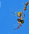 Picture Title - .:: Big Spider ::.