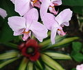 Picture Title - Orchids