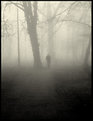 Picture Title - [ fog.4 ]