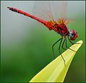 Picture Title - dragonfly