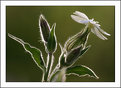 Picture Title - White campion