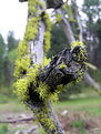 Picture Title - another mossy branch