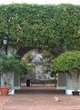 Picture Title - Climbing tree archway 