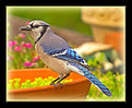 Picture Title - Big Ole Blue Jay