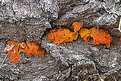 Picture Title - Witches Butter