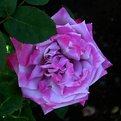 Picture Title - Pretty Pink Rose