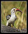 Red-Billed Hornbill