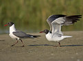 Picture Title - Running Gulls