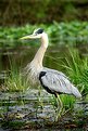 Picture Title - Agitated Blue Heron