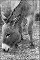 Picture Title - Donkey - 2