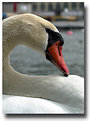 Picture Title - curved swan