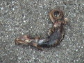 Picture Title - salamander