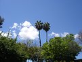 Picture Title - Double Tree and Cloud