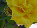 Picture Title - Yellow Rose of Texas