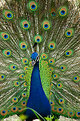 Picture Title - Proud as a Peacock