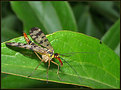Picture Title - Scorpion Fly